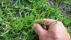 weed identification learn many common weeds in your lawn