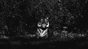If you're looking for the best mac os x tiger wallpapers then wallpapertag is the place to be. Hd Wallpaper Tiger Predator Wild Animal Lying Dark Black And White Wallpaper Flare