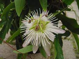 Passiflora Aafje Passion Flower Beautiful Flowers Clematis