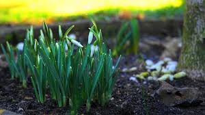 Get your spring garden ready for planting by pulling or eliminating weeds wherever they start to come up. Getting The Garden Ready For Spring Kids Do Gardening