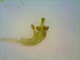 Image result for Psoralea glabra