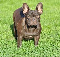 5:04 love my pups 6 858 просмотров. French Bulldog Colors Explained Ethical Frenchie