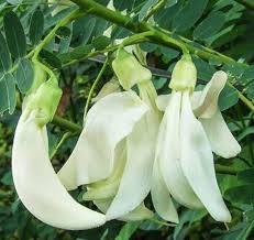 Image result for Sesbania grandiflora