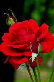 6) gamerpics posted here must follow the xbox. Pin By Michael Seagriff On Beautiful Images Beautiful Roses Pretty Flowers Beautiful Flowers