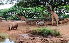 Best 35 Zoo Backgrounds On Hipwallpaper Zoo Wallpaper Phonezoo Wallpapers And Zoo Backgrounds Find zoo pictures and zoo photos on desktop nexus.