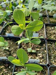 Image result for Chamaecrista wittei