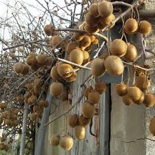 Image result for Actinidia