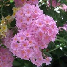Generally people don't grow plants in rainy season but if you are a garden lover, you will love the mag… hibiscus are good monsoon plants as it will bloom generously in rainy season. Top 10 Most Beautiful Flowers That Grow Well In Poor Soil Most Beautiful Flowers Beautiful Flowers Very Beautiful Flowers