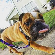 wolfgangの最新作 kb43 ケンブロック モデル を装着したビースト look at the swagger in this pup sirwinston sporting his new kb43 collar and leash pho bulldog french bulldog dogs