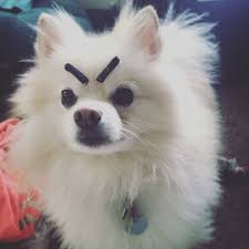 These Are My Angry Eyes R Aww Dog With Eyebrows Dogs Angry Dog
