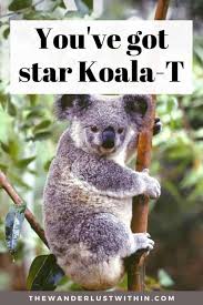 Discover and share koala quotes. Best Australia Quotes And Australia Instagram Captions For 2021 The Wanderlust Within