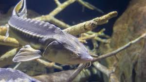 Ia tidak paddlefish kebetulan dianggap ideal untuk pembiakan. Russian Sturgeon Tennessee Aquarium