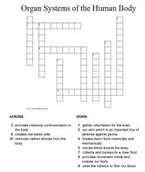 human body systems crossword puzzle