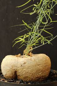 Image result for Adenia kirkii