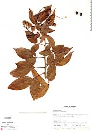 Image result for Connaraceae