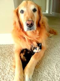 Cute cat and dog cuddling. Cuddling Quotes With Your Dog Quotesgram