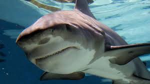 Carl approached the bull shark and it went completely insane! Shark Attack In Florida Keys Pregnant Woman Pulls Husband To Safety