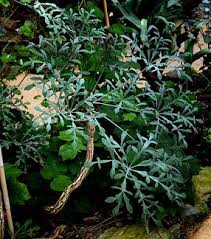 Image result for Cussonia