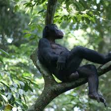 Bonobo female walking, pan paniscus, native to democratic republic of congo | national bonobo matriarch. Balzverhalten Bonobos Lassen Sich Von Mutti Beim Brautfang Helfen Der Spiegel