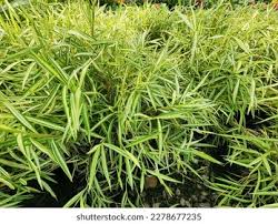 Image result for Pogonatherum paniceum