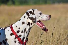 vermehrtes hecheln hat mein hund ein herzproblem tiermedizin simplified