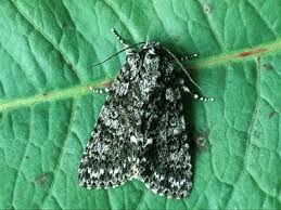 Black And White Spotted Moth Ontario Knot Grass Moth Moth Cute Moth Large Moth