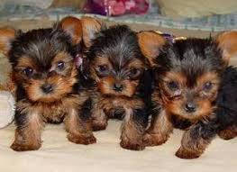 yorkie puppies size goldenacresdogs com