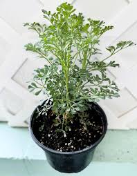 Image result for Ruta graveolens