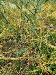 Image result for Cassytha filiformis