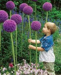 31 Diy Ways To Make Your Backyard Awesome This Summer Allium Flowers Planting Flowers Garden Inspiration