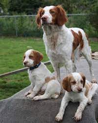 Bragdon Brittanys Brittany Spaniel Puppies For Sale Spaniel Puppies For Sale Brittany Spaniel Puppies Brittany Dog