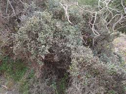 Image result for Cadaba farinosa