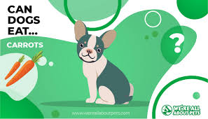 Ever wonder whether your dog can eat carrots or if eggs are good for them? Can Dogs Eat Carrots We Re All About Pets