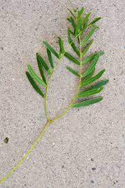 Image result for Prosopis glandulosa