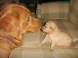 Zoey had our first litter after we moved into our first house in saratoga ny. Golden Retriever Puppies In New York