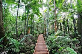 Pick Tropical Fruit Cairns Botanic Gardens Cairns Traveller Reviews Tripadvisor