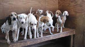 Neouza 51mm coffee bottomless long term benefits: Long Ears Blog Coonhound Foxhound Companions