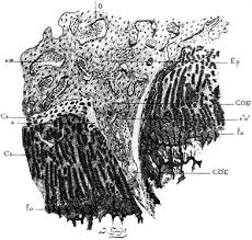 Site map © 2021 official u.s. Epiphyseal Growth Plate Fracture Separations Springerlink
