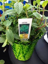 Trader Joe S Mint Plant Under 3 00 Mint Plants Trader Joe S Products Trader Joes