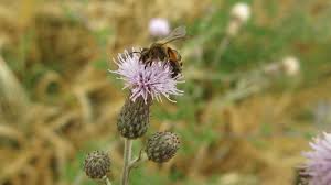 Check spelling or type a new query. Pollination Services And Bee Conservation Beesafe