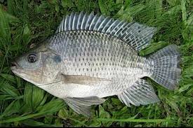 Inilah 8 Jenis Ikan Nila Yang Unggul Di Indonesia Gaya Hidup Www Indonesiana Id