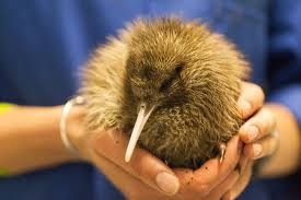 Where To See Kiwi Birds In New Zealand Nz Pocket Guide 1 New Zealand Travel Guide Kiwi Vorlieben