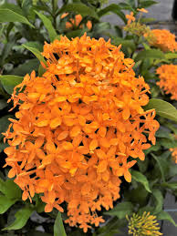 Image result for Ixora laurentii