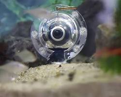 水槽用カメラの画像