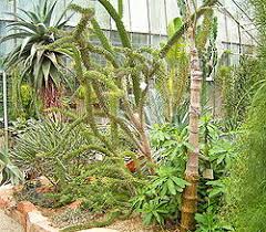 Der botanische garten ist nicht nur wundervoll. Botanischer Garten Heidelberg Wikipedia
