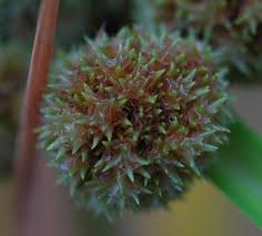 Image result for Oxycaryum