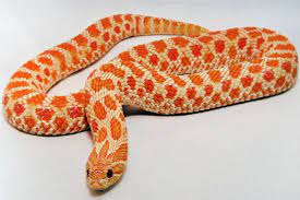 Image Result For Albino Western Hognose Snake Slang