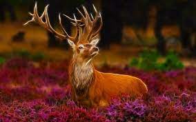 Stag Hd Desktop Wallpapers Stag Wallpaper Desktop Wallpaper Spirit Animal Art