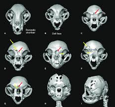 Cats have highly specialized teeth for the killing of prey and the tearing of meat. Skull Changes In Peke Face Persians C I A Doll Face Persian B Download Scientific Diagram