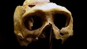 The remains contain a variant of initial upper paleolithic cultural remains found in siberia called altai. Neanderthals Denisovans Homo Sapiens All Mated With One Another Quartz